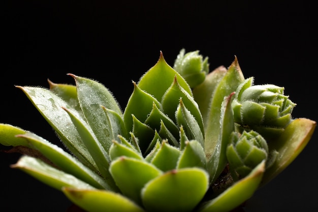 Detalhes de texturas de plantas de interior