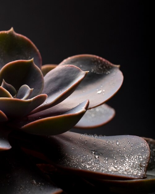 Detalhes de texturas de plantas de interior