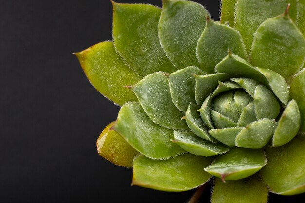 Detalhes de texturas de plantas de interior