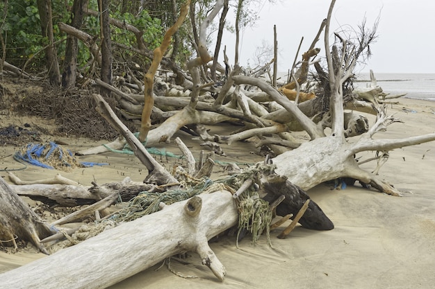 Foto grátis detritos rio cayenne, guiana francesa