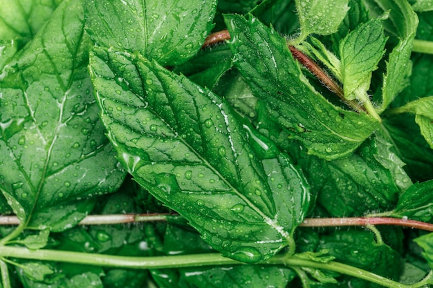 Foto grátis dewy e fresco folhas verdes close-up. horizontal.