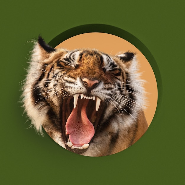 Modelo De Tigre 3d. PNG Imagens Gratuitas Para Download - Lovepik