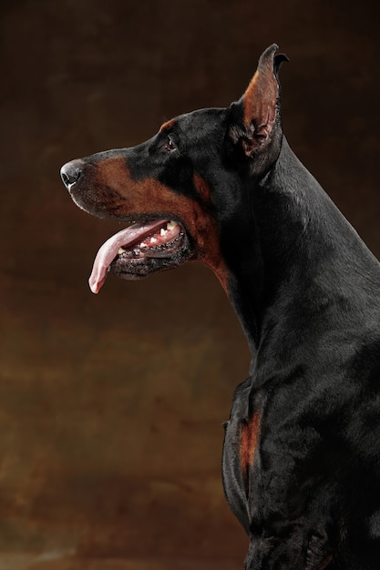 Doberman Pinscher, cachorro emocional engraçado no estúdio