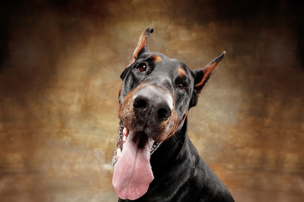 Foto grátis doberman pinscher, cão engraçado e emocional no fundo do estúdio