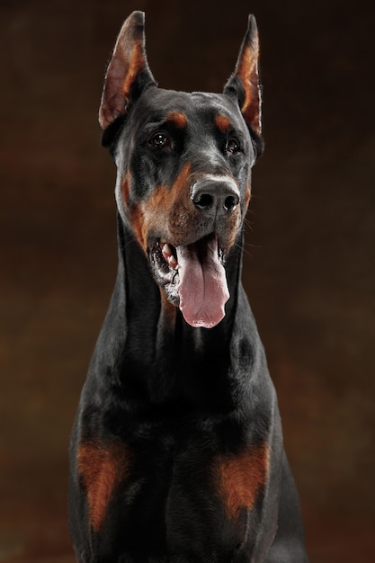 Doberman Pinscher, cão engraçado e emocional no fundo do estúdio