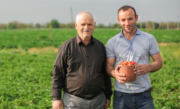 Dois agricultores reuniram uma cesta de colheita, morangos de sua plantação