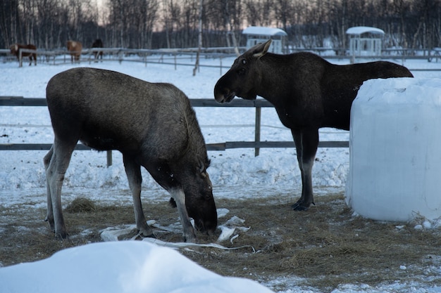 Dois alces comendo feno no norte da suécia