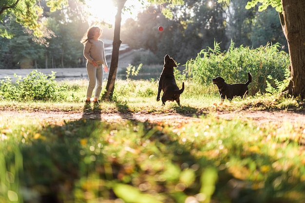 Dois, cachorros, tocando, com, bola, parque