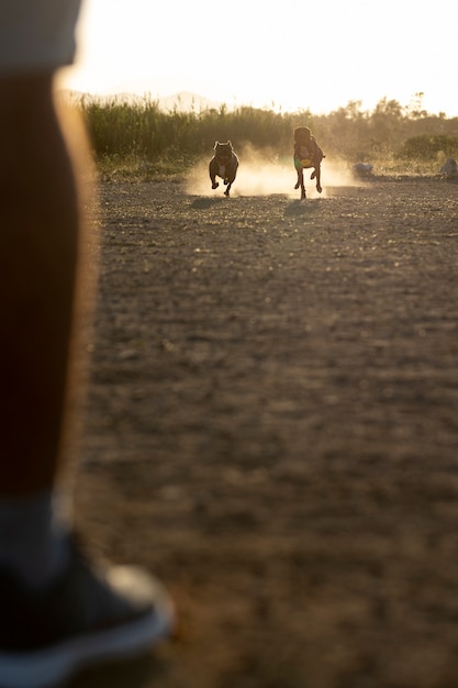 Dois cães ao ar livre sendo treinados pelo treinador masculino