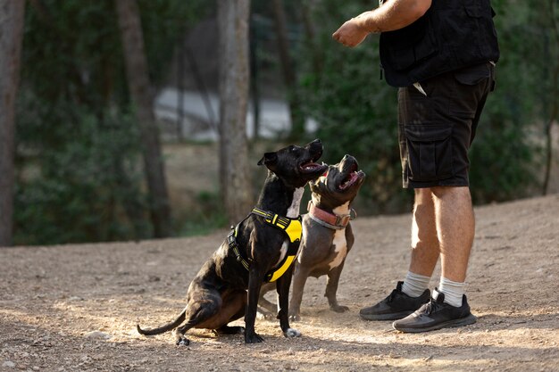 Dois cães ao ar livre sendo treinados pelo treinador masculino