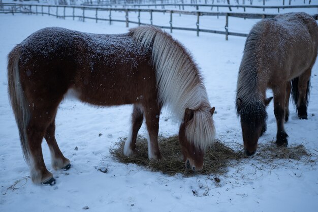 Dois cavalos comendo feno no inverno no norte da Suécia