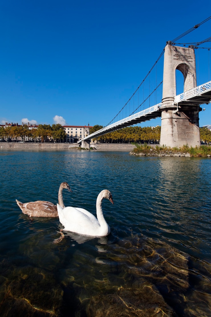 Foto grátis dois cisnes