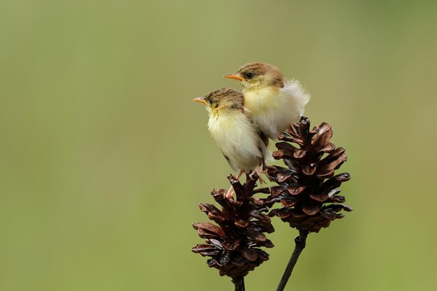 Dois filhotes de Sunbirds sentados esperando sua mãe Cinnyris Jugularis