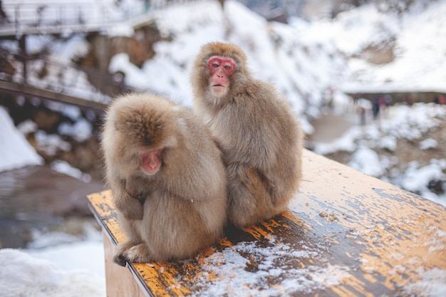 dois macacos sentados perto um do outro
