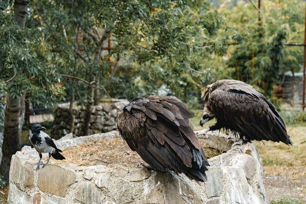 Dois pássaros abutres sentados na parede de pedra em um zoológico