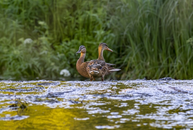 Dois patos na água do rio