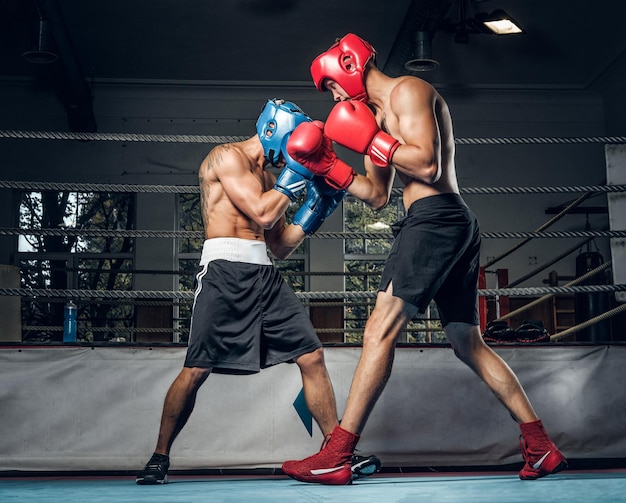 Foto grátis dois pugilistas musculosos têm uma competição no ringue, eles estão usando capacetes e luvas.
