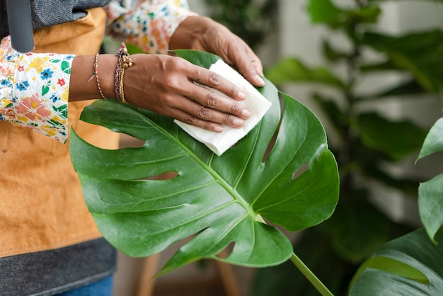 Dono da loja de plantas limpando a folha de um vaso de planta