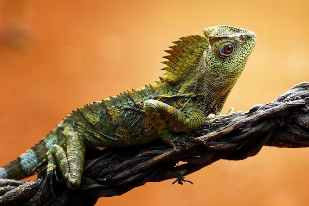 Dragão da floresta de lagarto em closeup de animais de galho