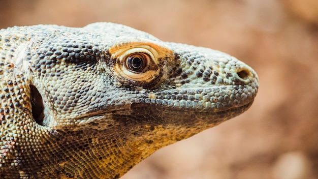 Dragão de Komodo