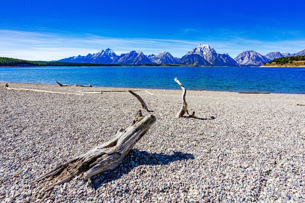 Driftwood em uma praia rochosa