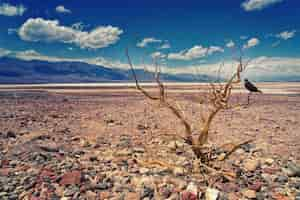 Foto grátis driftwood no deserto