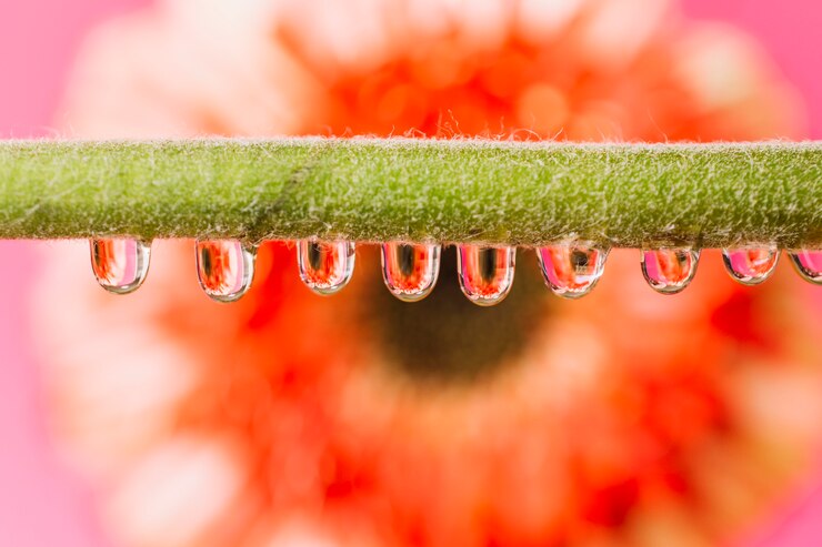 Foto grátis drops no caule em frente à flor