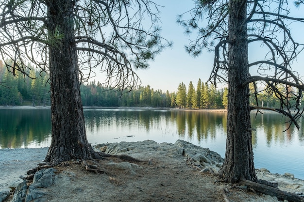 Duas árvores perto de um belo lago em uma floresta com reflexões