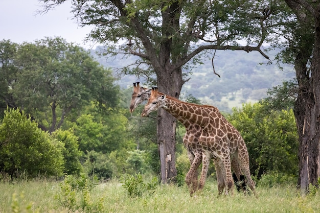 Duas girafas fofas caminhando entre as árvores verdes no deserto