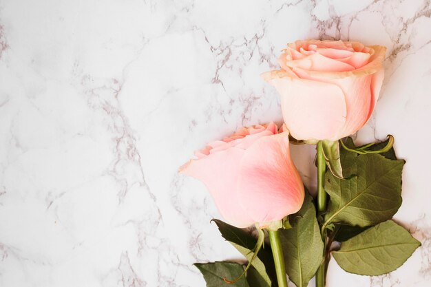 Duas lindas rosas cor de rosa contra o pano de fundo texturizado em mármore