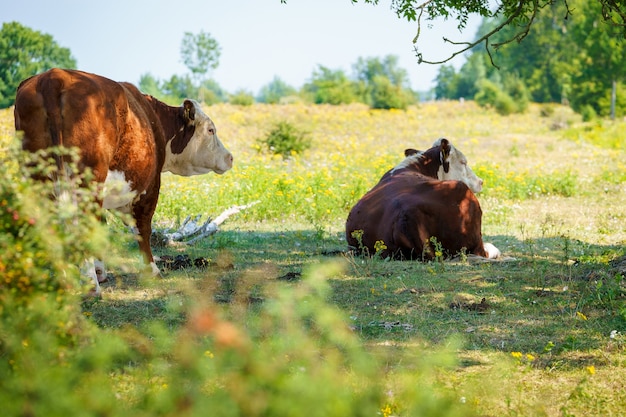 Duas vacas com pintas marrons em um campo no interior