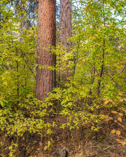 E lindas folhas nas árvores da floresta