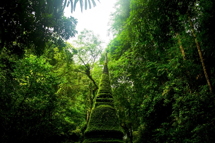 Foto grátis ecologia ambiental natureza ao ar livre orgânica