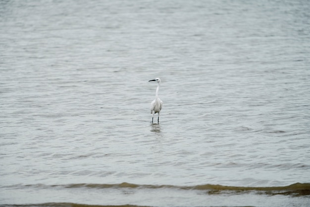 egret ficar no mar