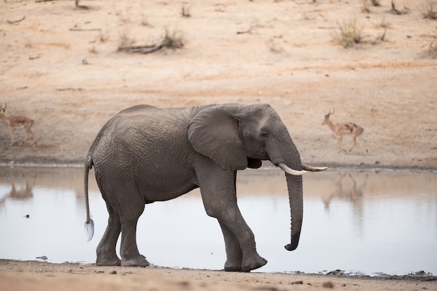 Elefante africano caminhando na margem do lago