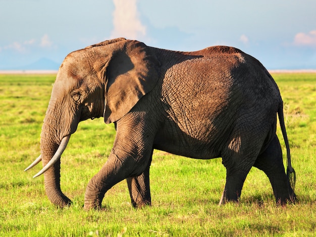 Foto grátis elefante africano