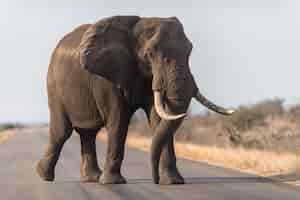 Foto grátis elefante andando na estrada