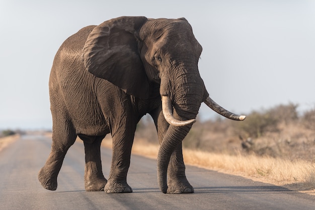 Elefante andando na estrada