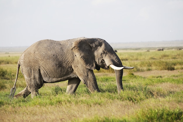 Elefante caminhando em um campo verde no Parque Nacional Amboseli, no Quênia