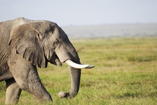 Elefante caminhando em um campo verde no Parque Nacional Amboseli, no Quênia