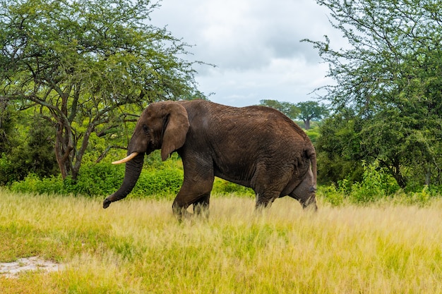 Elefante em um parque nacional na Tanzânia