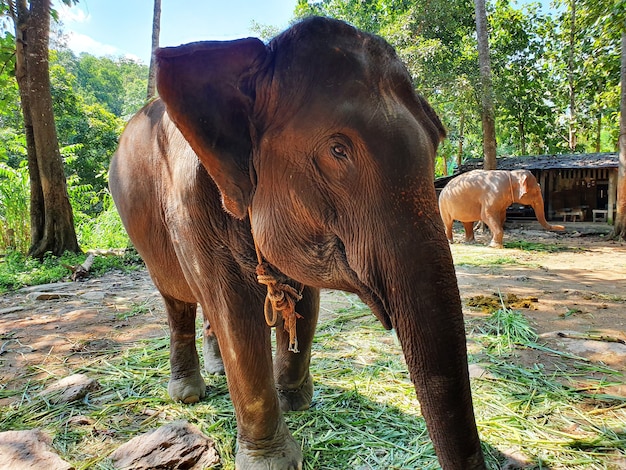 Elefante marrom fofo andando na reserva