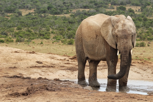 Elefante molhado e enlameado brincando em uma poça d'água na selva