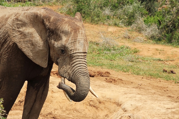 Foto grátis elefante molhado e enlameado brincando em uma poça d'água na selva