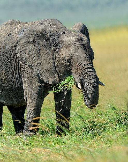 Elefante na selva