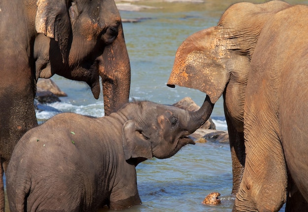 Elefante no Sri Lanka