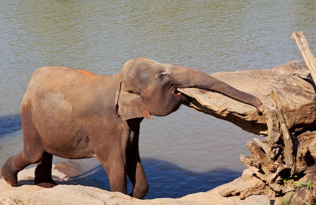 Foto grátis elefante no sri lanka