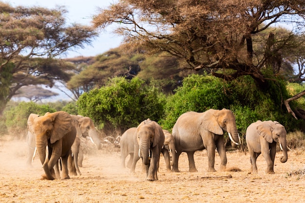 Elefantes africanos no parque nacional de amboseli. quênia, áfrica. Foto Premium