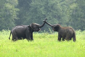 Elefantes no parque nacional do sri lanka