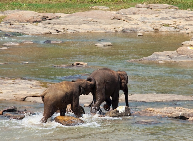 Foto grátis elefantes no sri lanka